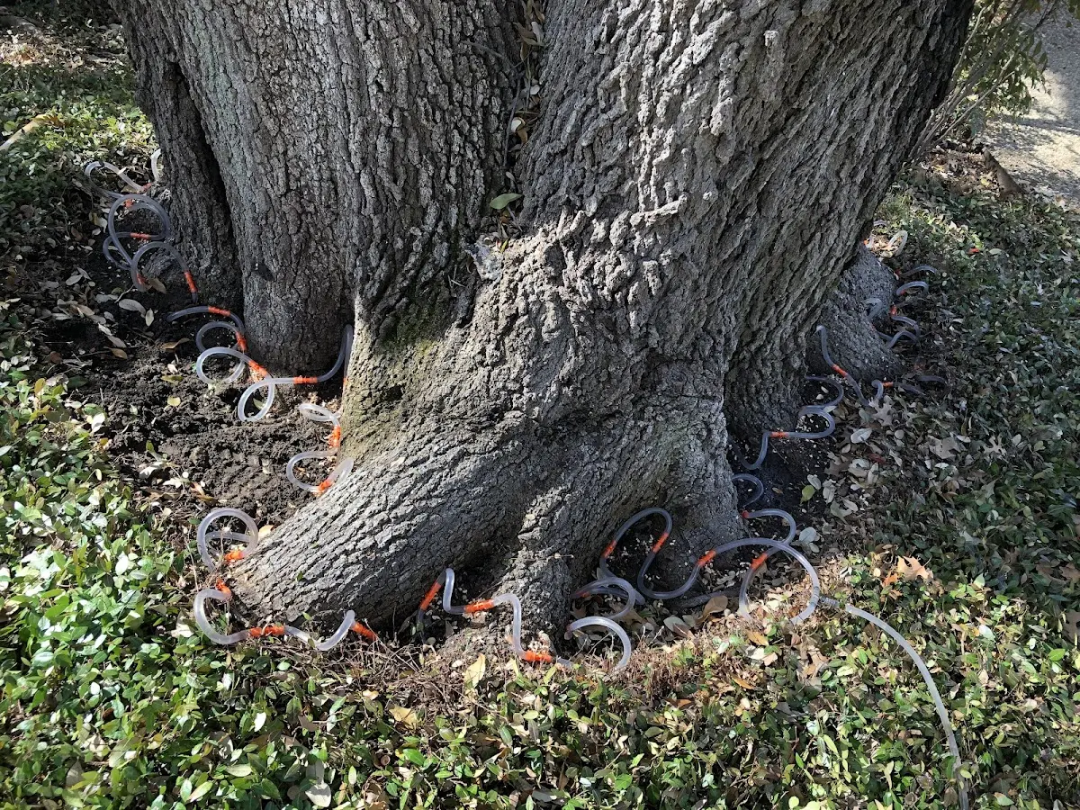 Detailed Tree Cabling and Bracing job site in Clayville