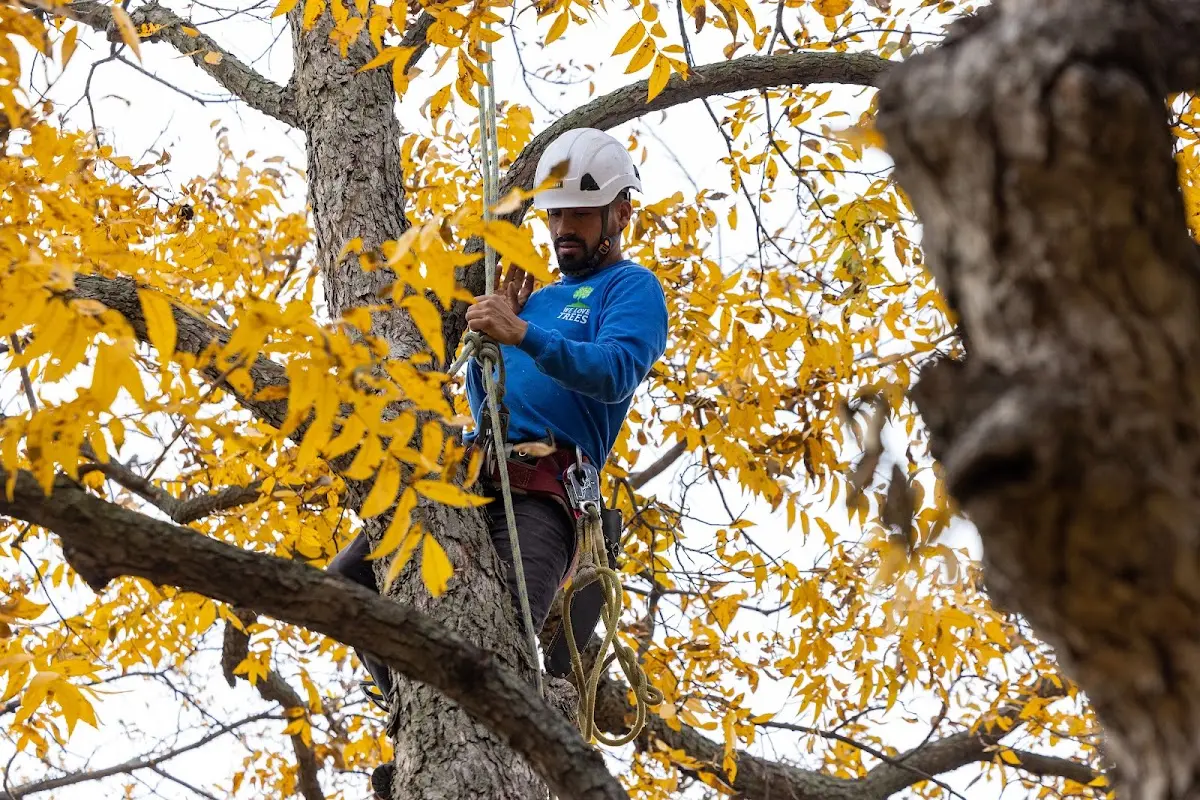 Skilled Tree Planting crew working in Clayville